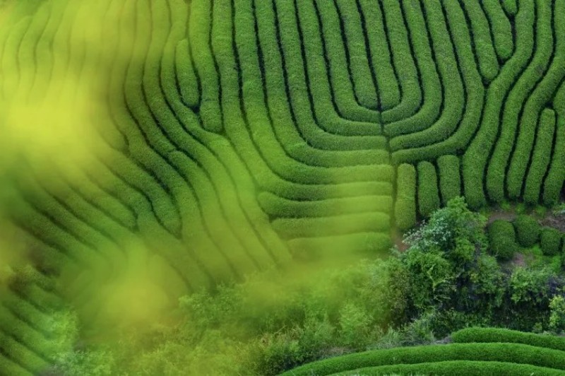 四月的武夷山，新绿沿着丹霞脉络一路铺到山顶，云雾缠绕峰峦、漫过茶垄。邱华文 摄