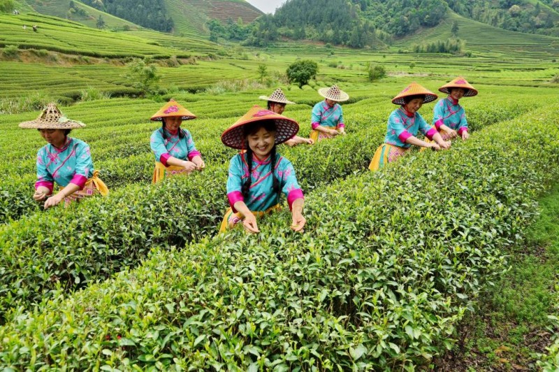 4月15日，穿着茶服的游客在茶山体验采茶。新华社发（陈颖 摄）