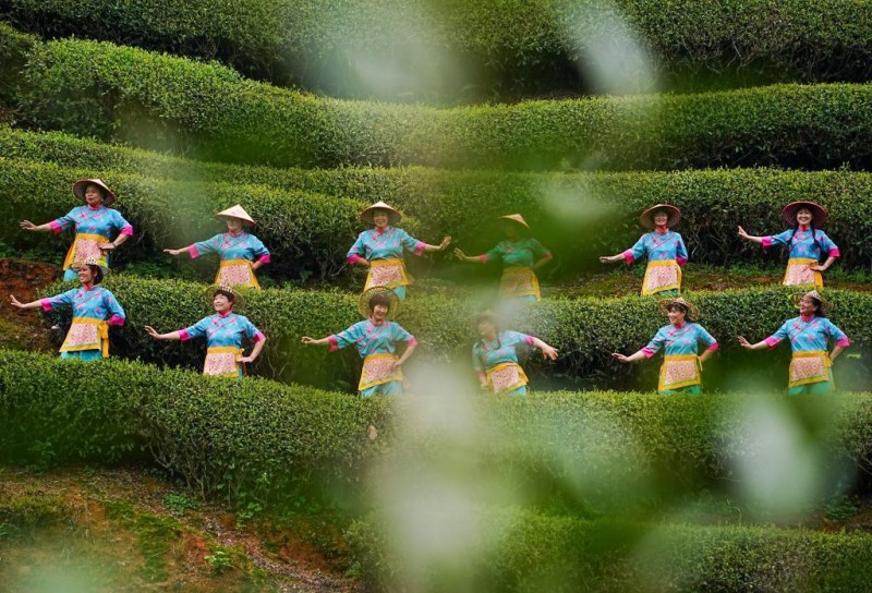 4月15日，茶农和游客在茶山跳茶舞。新华社发（陈颖 摄）