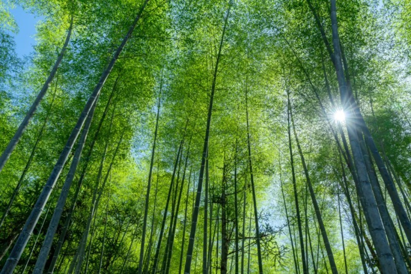 从书本文字到实景山水，从课堂知识到亲身游历，八方游客在泛舟漫步间亲近自然、心归山水，真切领略武夷山的生态之美与自然风光。