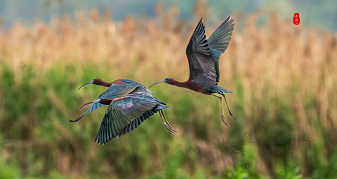 “鸟中大熊猫”彩鹮 在宁德东湖湿地现身！