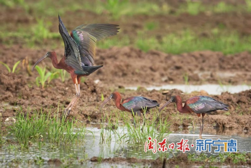 彩鹮在宁德市东湖公园水域悠然觅食。受访者供图