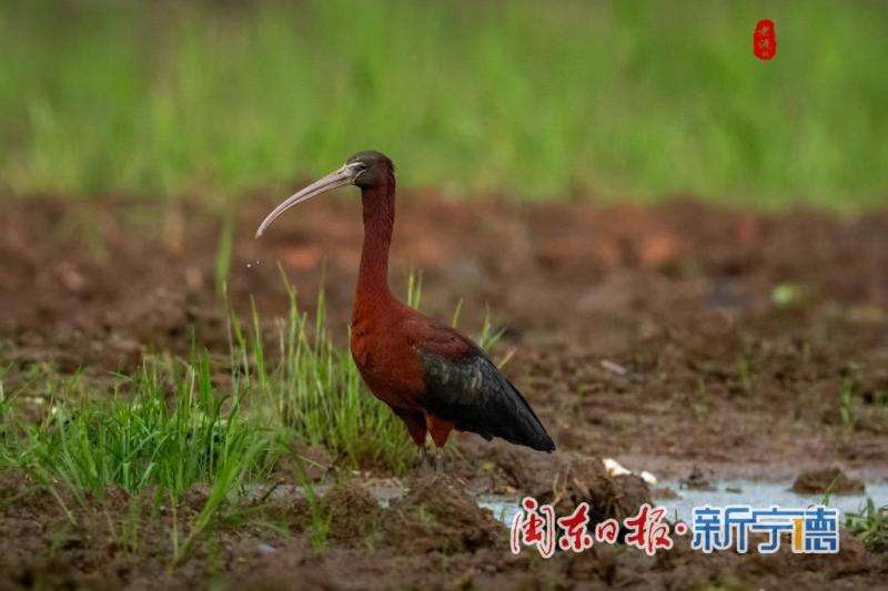 彩鹮在宁德市东湖公园水域悠然觅食。受访者供图