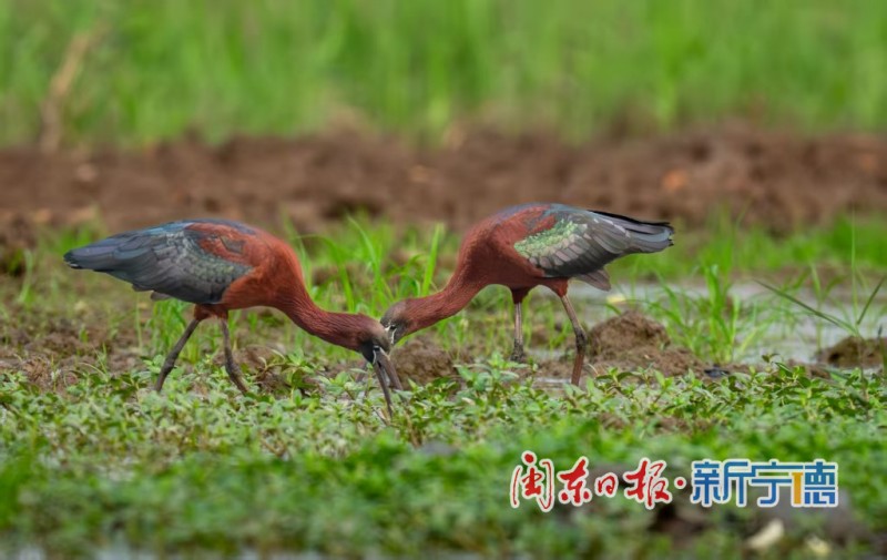 彩鹮在宁德市东湖公园水域悠然觅食。受访者供图
