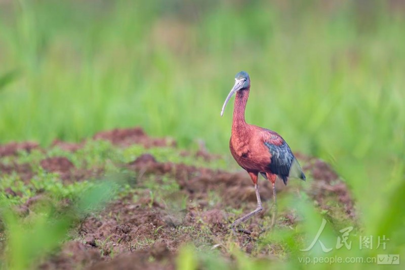彩鹮在宁德市东湖公园水域悠然觅食。