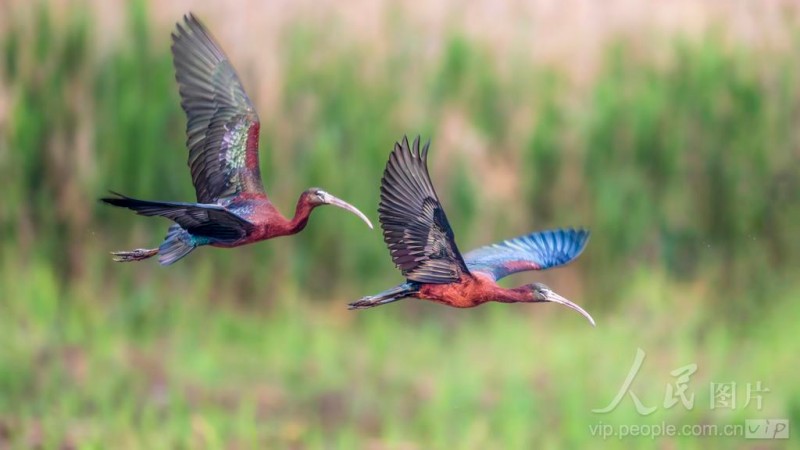 彩鹮在宁德市东湖公园水域悠然觅食。