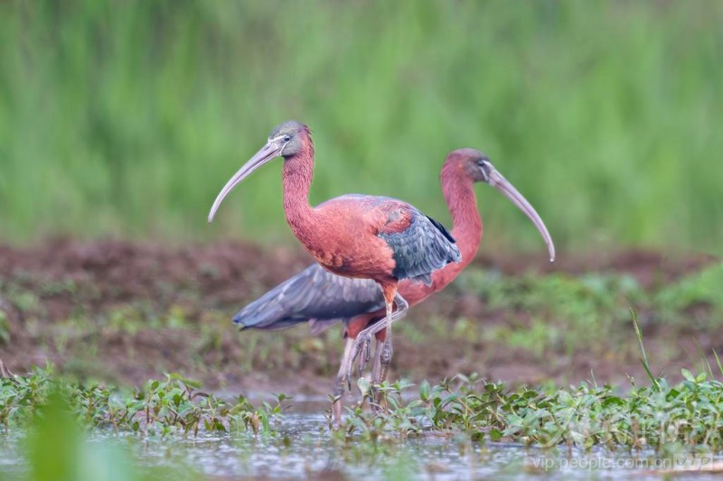 彩鹮在宁德市东湖公园水域悠然觅食。
