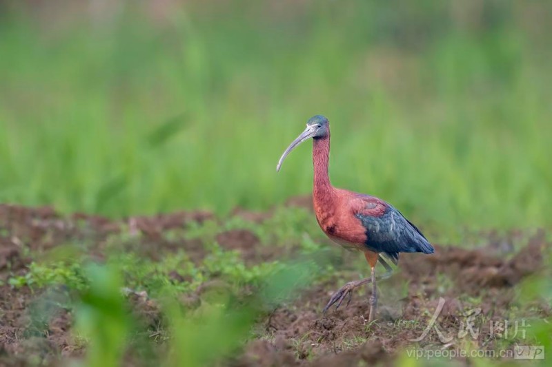 彩鹮在宁德市东湖公园水域悠然觅食。