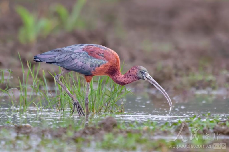 彩鹮在宁德市东湖公园水域悠然觅食。