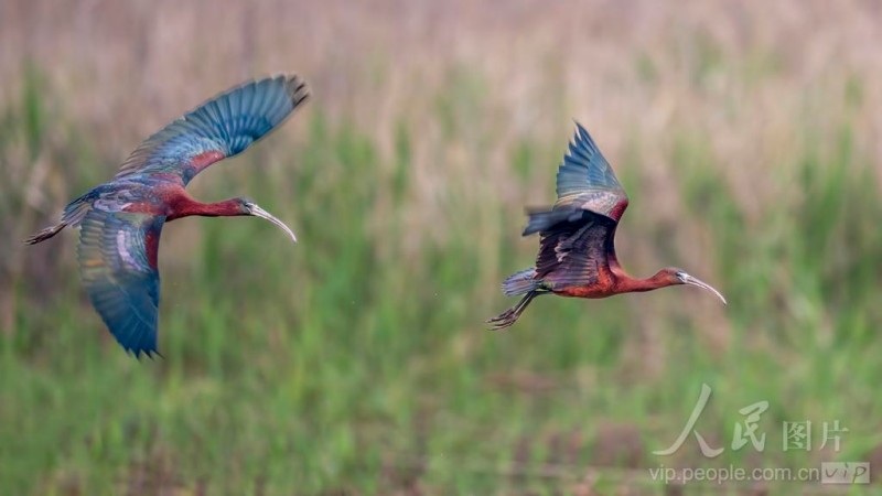 彩鹮在宁德市东湖公园水域悠然觅食。