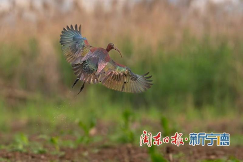 彩鹮在宁德市东湖公园水域悠然觅食。受访者供图