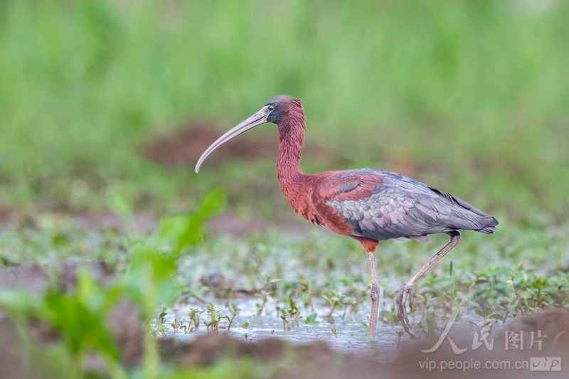 彩鹮在宁德市东湖公园水域悠然觅食。