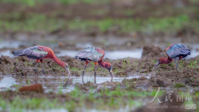 彩鹮在宁德市东湖公园水域悠然觅食。