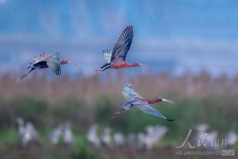 3只彩鹮在宁德市东湖公园水域悠然觅食。