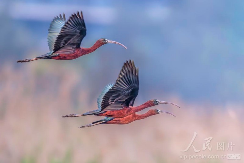 彩鹮在宁德市东湖公园水域悠然觅食。