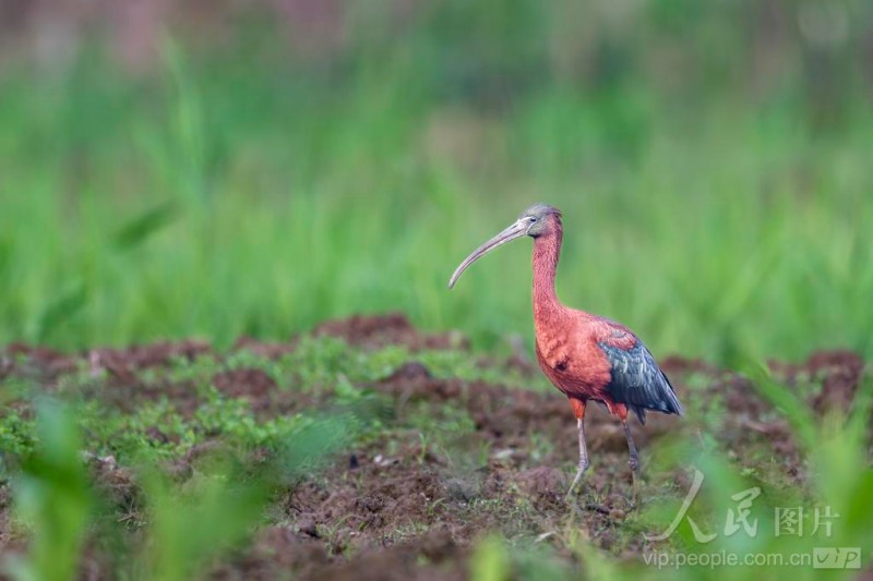 彩鹮在宁德市东湖公园水域悠然觅食。