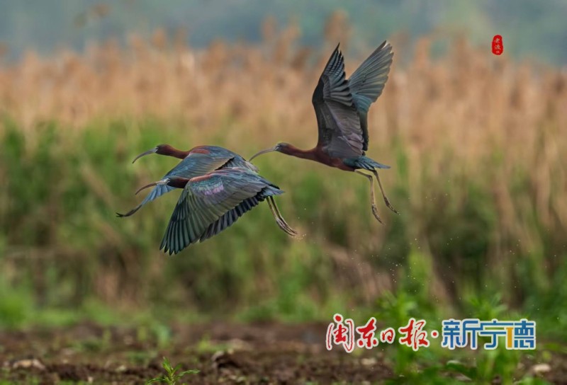 彩鹮在宁德市东湖公园水域悠然觅食。受访者供图