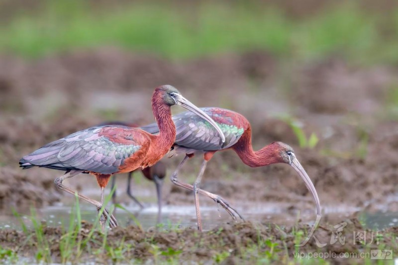 彩鹮在宁德市东湖公园水域悠然觅食。