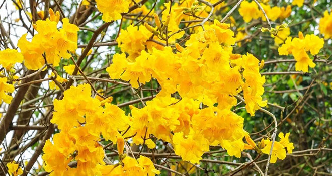 “金”艳盛放！快来定格连江的四月天