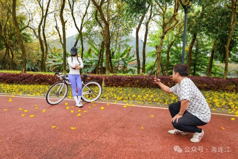 不少市民在花下悠然漫步、闲话家常，或是骑着单车缓缓穿行，大家都在这片鎏金繁花里将休闲生活过成了诗。