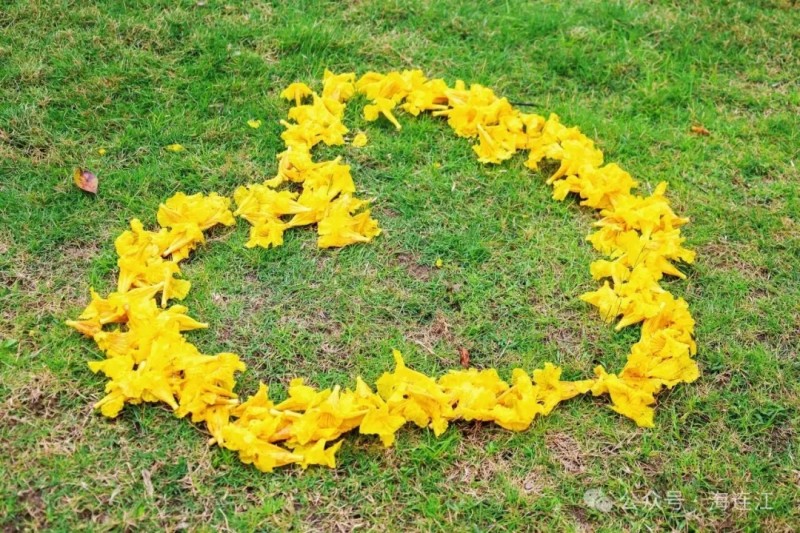 黄花风铃木的花语是“感谢”，它绽放出最美的芳华，致谢自然的馈赠、致谢春天的邀约，向着和煦的春风张开金灿灿的怀抱，为人们献上一份惬意与温柔。