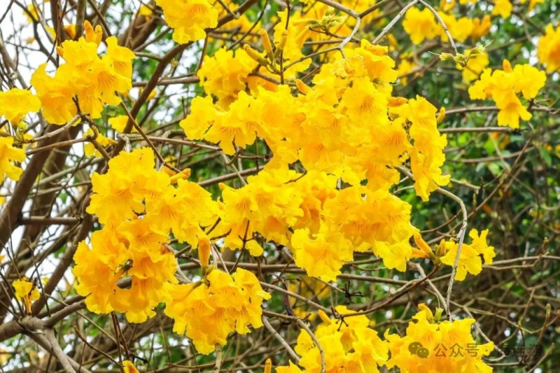 一树树金黄沿着步道舒展，形成了一条璀璨夺目的“黄金长廊”。