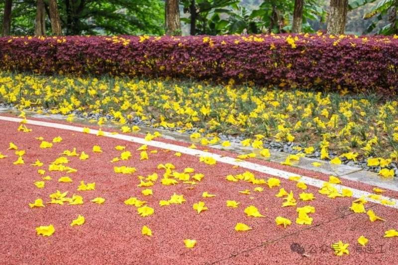 四月的连江，暖意渐浓，惠风和畅，踏青出游的市民日渐增多，就在西江滨公园的敖江休闲步道旁，有不少市民惊喜发现那一片黄花风铃木已热烈绽放。