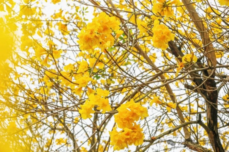 一树树金黄沿着步道舒展，形成了一条璀璨夺目的“黄金长廊”。