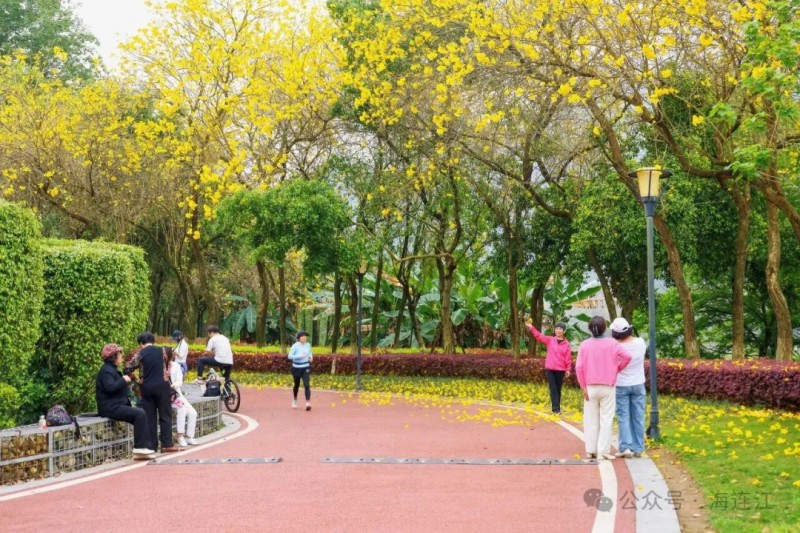 不少市民在花下悠然漫步、闲话家常，或是骑着单车缓缓穿行，大家都在这片鎏金繁花里将休闲生活过成了诗。