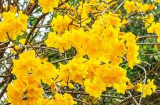 “金”艷盛放！快來定格連江的四月天