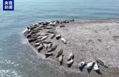 穩步上升！遼東灣野生斑海豹種群數量有望再創新高