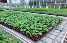 智能化育秧、無人機施肥、機器播種 “智慧春耕”正在進行中