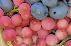 “粉色蓝莓”炒到400元一斤 粉色蓝莓更有营养吗？是怎么形成的