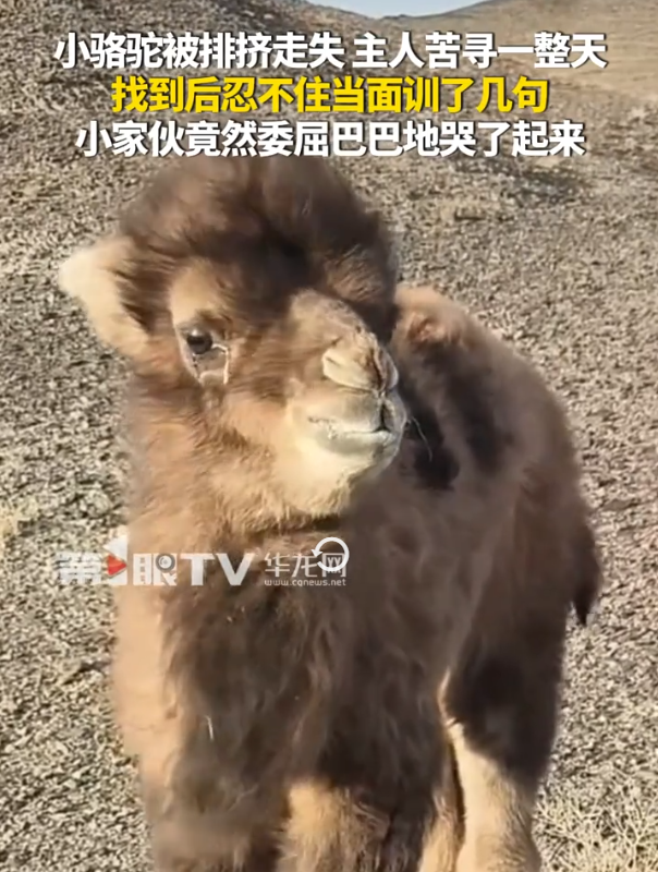 骆驼被排挤走 失主人寻回把它骂哭了 网友：你的训斥是压倒骆驼的最后一根稻草