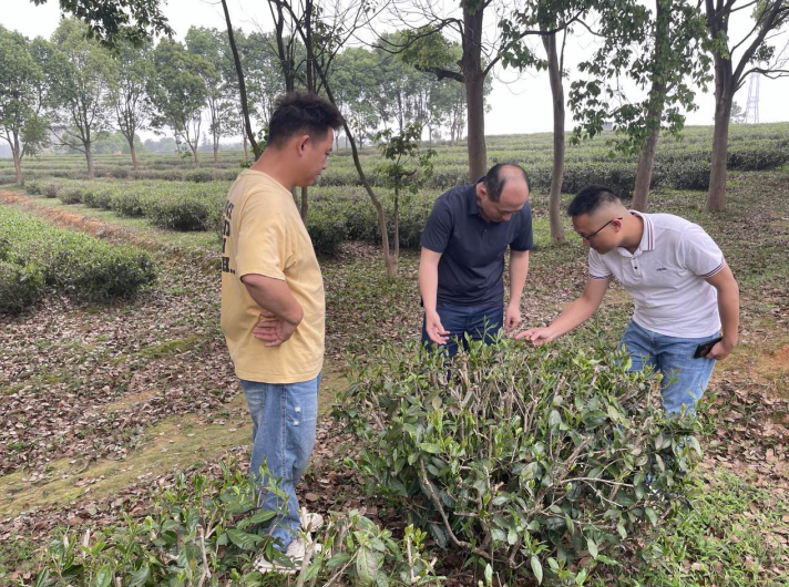 人保财险莆田市涵江支公司：联合涵江区气象局调研梅洋茶场 