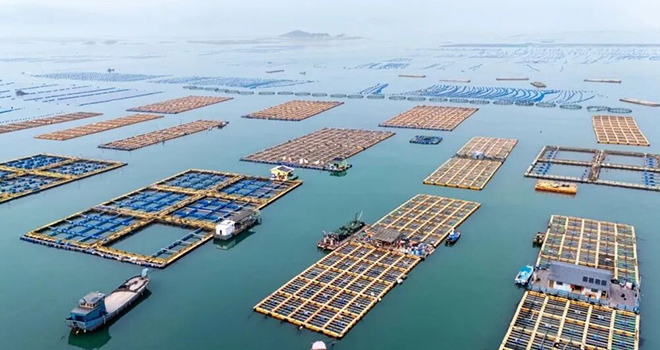 立体养殖！连江这片海“叠”出高效益！