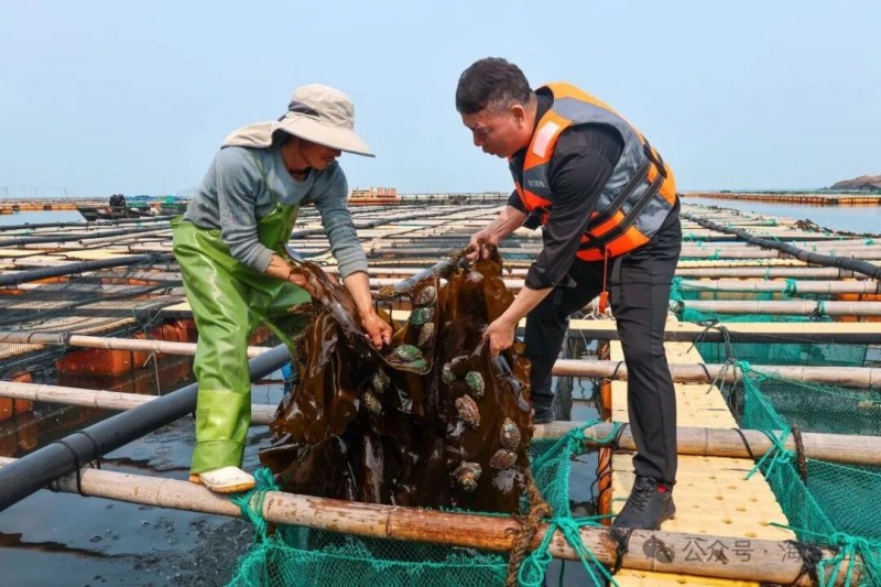 将整根海带挂于网箱上方，让海带自然生长，既能持续净化水质、改善养殖环境，又能让鲍鱼自由摄食新鲜的海带叶片，实现生态养殖。