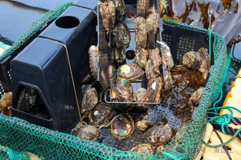 连江筱埕镇定海村海域，连片的塑胶渔排铺展在碧波之上，养殖户们将开放式“别墅型”鲍鱼网箱缓缓提出水面，娴熟地采收着肥美鲜活的鲍鱼。