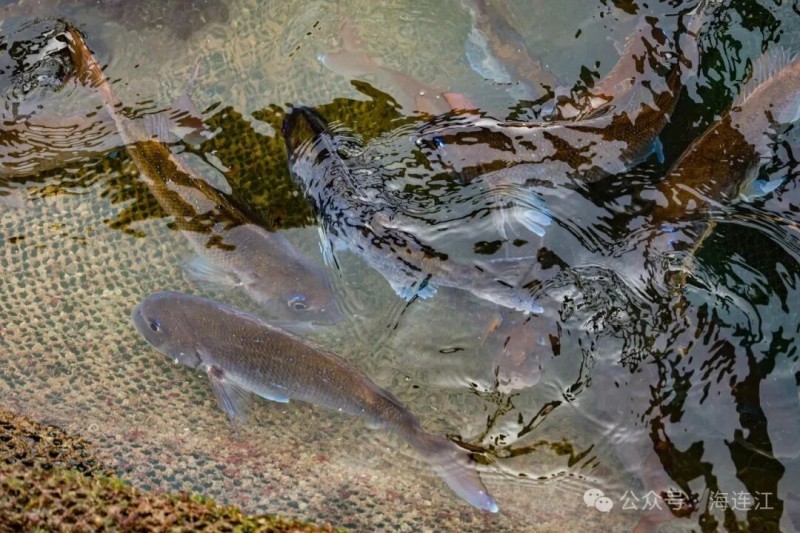 在渔排下方，各类海鱼正自在游弋，茁壮成长。这种立体高效的海上“叠叠乐”养殖模式进一步提高了水体空间利用率，大幅提升养殖效益。