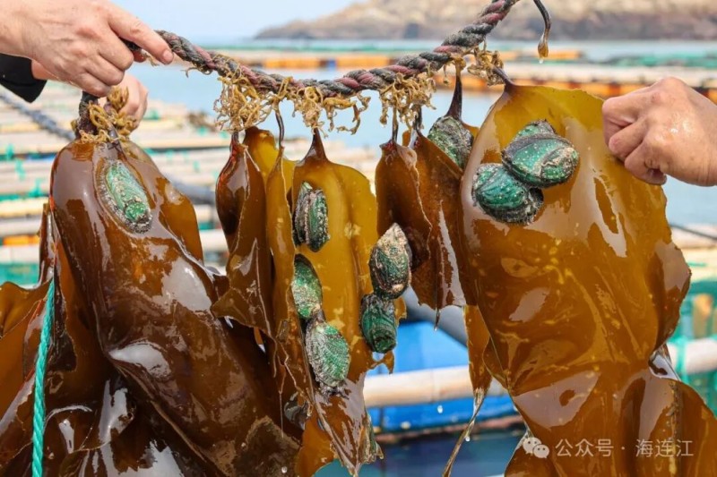 将整根海带挂于网箱上方，让海带自然生长，既能持续净化水质、改善养殖环境，又能让鲍鱼自由摄食新鲜的海带叶片，实现生态养殖。