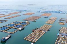 立體養殖！連江這片海“疊”出高效益！