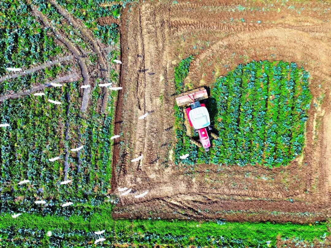 雨生百谷，盛夏將至