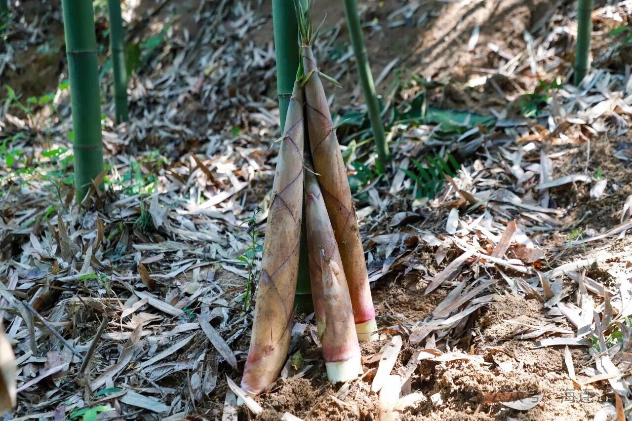 雨生百谷，盛夏將至