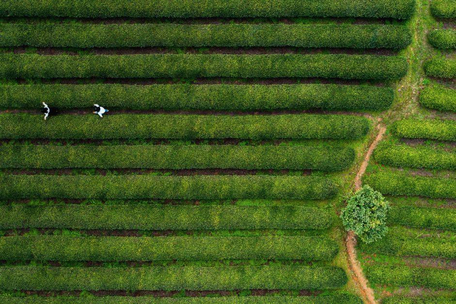 雨生百谷，盛夏將至