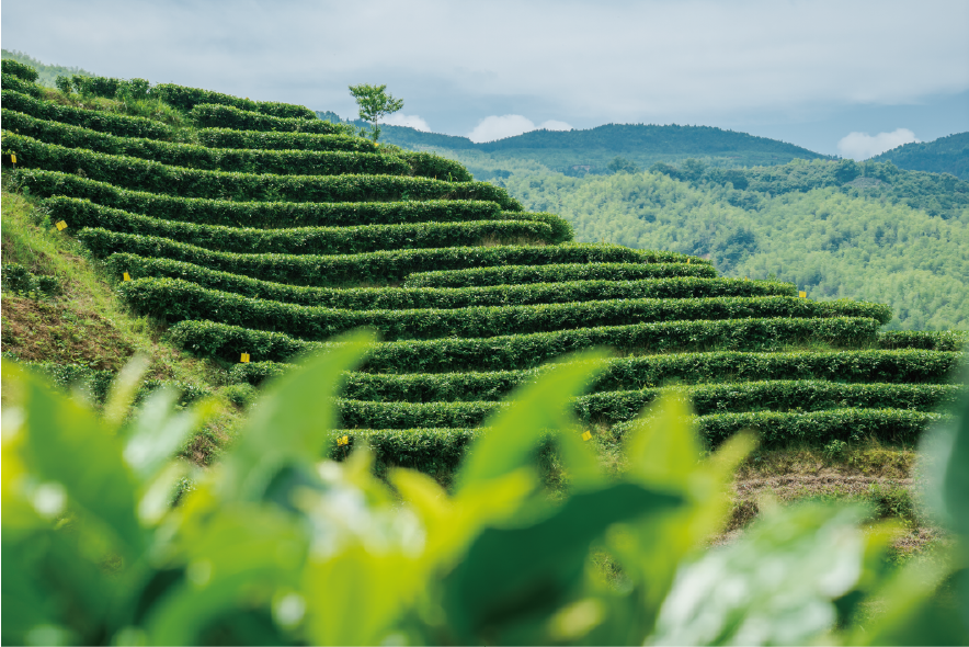 雨生百谷，盛夏將至