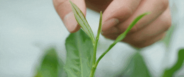 雨生百谷，盛夏將至