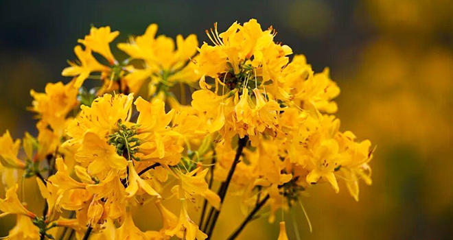 太美了！福州杜鹃花海，红了！