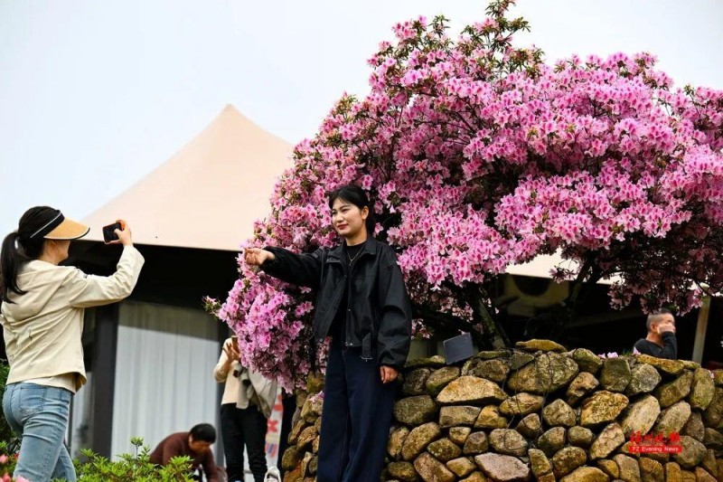 闽侯鸿尾、大湖罗汉台以及罗源碧里四季杜鹃谷的山野间，已被漫山遍野的杜鹃花点燃。记者 池远 摄