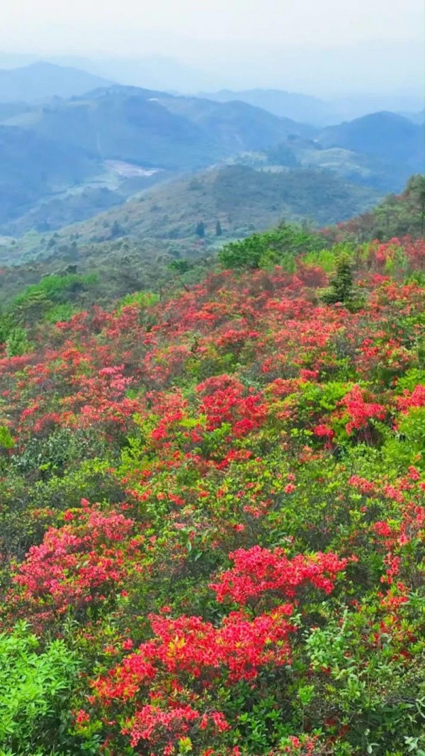 闽侯鸿尾、大湖罗汉台以及罗源碧里四季杜鹃谷的山野间，已被漫山遍野的杜鹃花点燃。记者 池远 摄