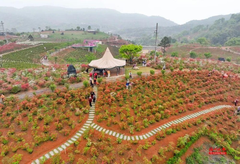 闽侯鸿尾、大湖罗汉台以及罗源碧里四季杜鹃谷的山野间，已被漫山遍野的杜鹃花点燃。记者 池远 摄